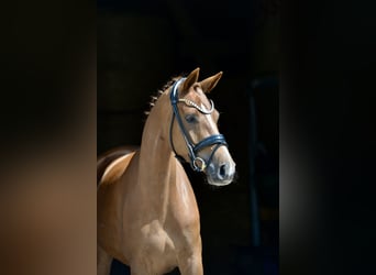 Hanoverian, Mare, 4 years, 16.1 hh, Chestnut