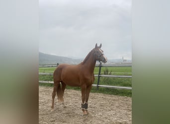 Hanoverian, Mare, 4 years, 16,1 hh, Chestnut-Red