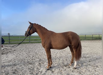 Hanoverian, Mare, 4 years, 16,1 hh, Chestnut-Red