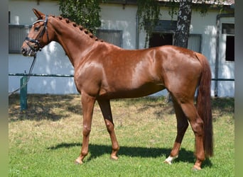 Hanoverian, Mare, 4 years, 16.1 hh, Chestnut-Red