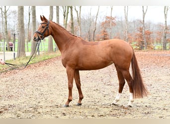 Hanoverian, Mare, 4 years, 16.1 hh, Chestnut-Red
