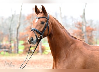 Hanoverian, Mare, 4 years, 16.1 hh, Chestnut-Red