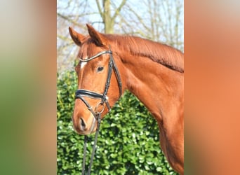 Hanoverian, Mare, 4 years, 16.1 hh, Chestnut-Red