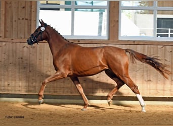 Hanoverian, Mare, 4 years, 16.1 hh, Chestnut-Red