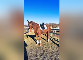 Hanoverian, Mare, 4 years, 16,1 hh, Chestnut-Red