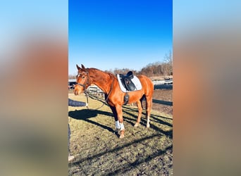 Hanoverian, Mare, 4 years, 16,1 hh, Chestnut-Red