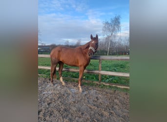 Hanoverian, Mare, 4 years, 16,1 hh, Chestnut-Red