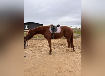 Hanoverian, Mare, 4 years, 16,1 hh, Chestnut-Red