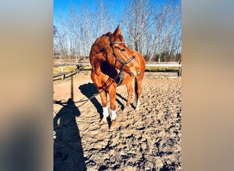 Hanoverian, Mare, 4 years, 16,1 hh, Chestnut-Red