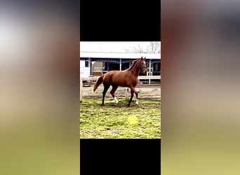 Hanoverian, Mare, 4 years, 16,1 hh, Chestnut-Red