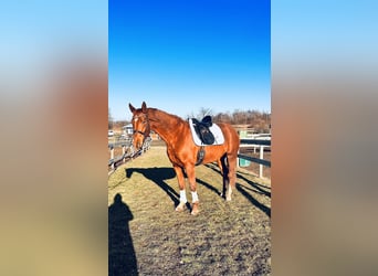 Hanoverian, Mare, 4 years, 16,1 hh, Chestnut-Red