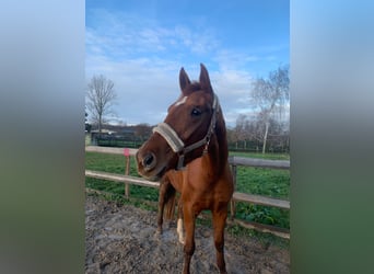 Hanoverian, Mare, 4 years, 16,1 hh, Chestnut-Red