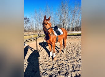 Hanoverian, Mare, 4 years, 16,1 hh, Chestnut-Red