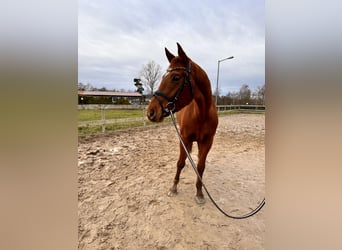 Hanoverian, Mare, 4 years, 16,1 hh, Chestnut-Red