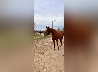 Hanoverian, Mare, 4 years, 16,1 hh, Chestnut-Red