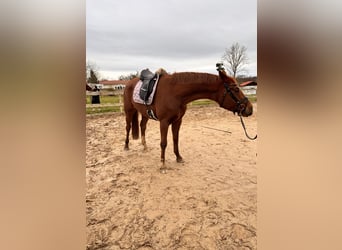 Hanoverian, Mare, 4 years, 16,1 hh, Chestnut-Red