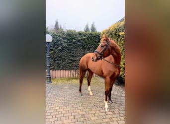 Hanoverian, Mare, 4 years, 16,1 hh, Chestnut-Red