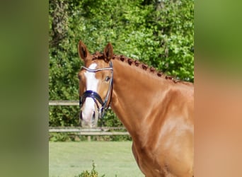 Hanoverian, Mare, 4 years, 16.1 hh, Chestnut-Red