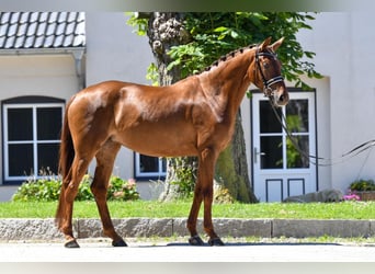 Hanoverian, Mare, 4 years, 16,1 hh, Chestnut-Red