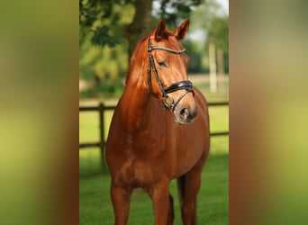Hanoverian, Mare, 4 years, 16.1 hh, Chestnut-Red