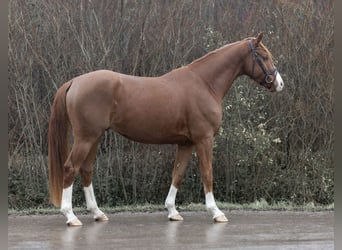 Hanoverian, Mare, 4 years, 16,1 hh, Chestnut-Red