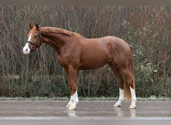 Hanoverian, Mare, 4 years, 16,1 hh, Chestnut-Red