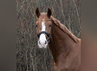 Hanoverian, Mare, 4 years, 16,1 hh, Chestnut-Red