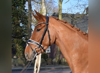 Hanoverian, Mare, 4 years, 16.1 hh, Chestnut-Red