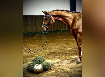 Hanoverian, Mare, 4 years, 16,1 hh, Chestnut-Red