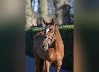 Hanoverian, Mare, 4 years, 16.1 hh, Chestnut-Red