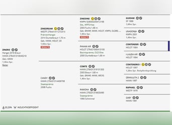 Hanoverian, Mare, 4 years, 16.1 hh, Chestnut-Red