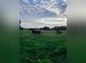 Hanoverian, Mare, 4 years, 16.1 hh, Chestnut-Red