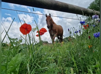 Hanoverian, Mare, 4 years, 16.1 hh, Chestnut-Red