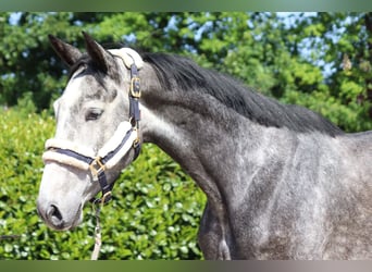 Hannoveraner, Stute, 4 Jahre, 16,1 hh, Schimmel