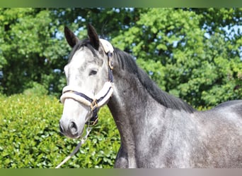 Hannoveraner, Stute, 4 Jahre, 16,1 hh, Schimmel