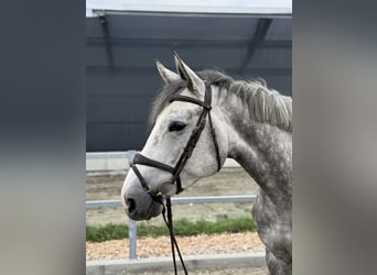 Hannoveraner, Stute, 4 Jahre, 16,1 hh, Schimmel