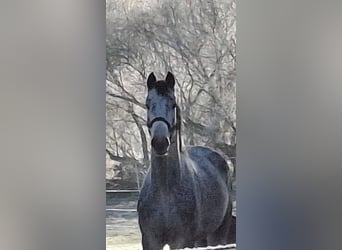 Hanoverian, Mare, 4 years, 16,1 hh, Gray