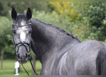 Hanoverian, Mare, 4 years, 16.1 hh, Grey-Dapple