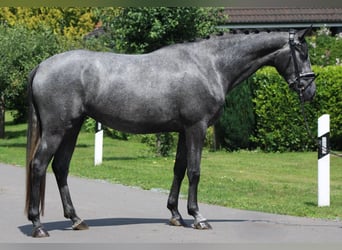 Hanoverian, Mare, 4 years, 16.1 hh, Grey-Dapple