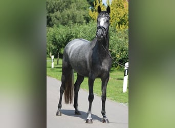 Hanoverian, Mare, 4 years, 16.1 hh, Grey-Dapple