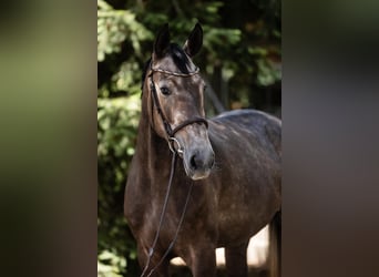 Hanoverian, Mare, 4 years, 16.1 hh, Grey