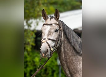 Hanoverian, Mare, 4 years, 16.1 hh, Grey