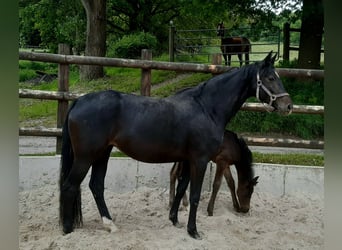 Hanoverian, Mare, 4 years, 16.1 hh, Smoky-Black