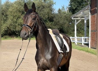 Hanoverian, Mare, 4 years, 16.1 hh, Smoky-Black