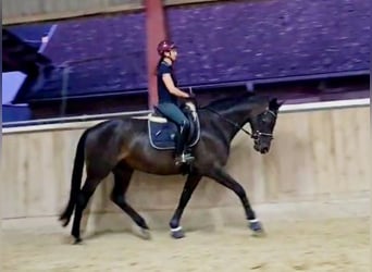 Hanoverian, Mare, 4 years, 16.1 hh, Smoky-Black
