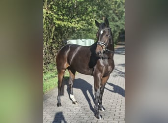 Hanoverian, Mare, 4 years, 16.2 hh, Bay-Dark