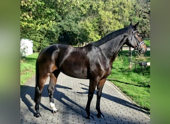 Hanoverian, Mare, 4 years, 16.2 hh, Bay-Dark