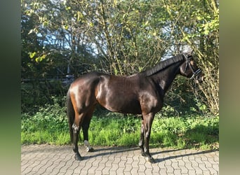 Hanoverian, Mare, 4 years, 16.2 hh, Bay-Dark
