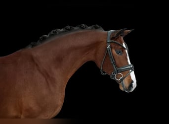 Hanoverian, Mare, 4 years, 16.2 hh, Bay-Dark
