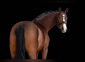 Hanoverian, Mare, 4 years, 16.2 hh, Bay-Dark